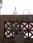 Aloe-March-2011.jpg