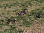 ducks02_cropped.jpg