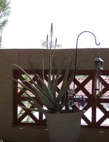 Aloe-March-2011.jpg